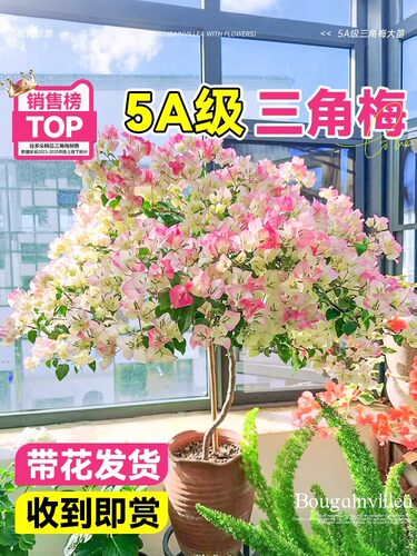 【带花发货】三角梅盆栽带花苞发货老桩重瓣四季开花卉耐寒耐冻