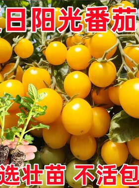 超甜薄皮日阳光夏番茄苗秧西红柿小黄樱桃圣女果种子阳台四季盆栽