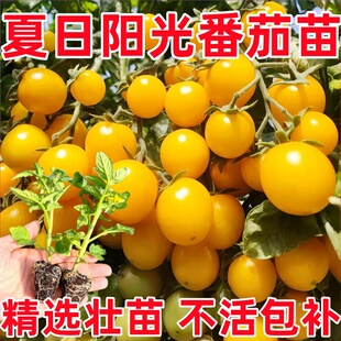 超甜薄皮日阳光夏番茄苗秧西红柿小黄樱桃圣女果种子阳台四季盆栽