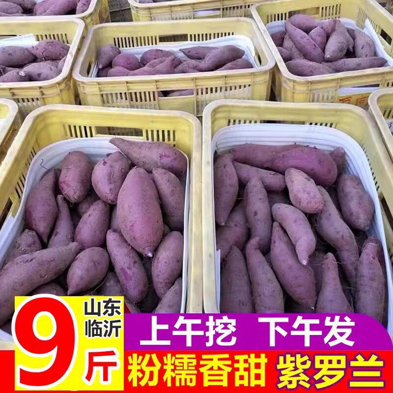 紫薯新鲜农家自种番薯地瓜蜜薯10斤包邮板栗香红沙地山芋紫薯紫心