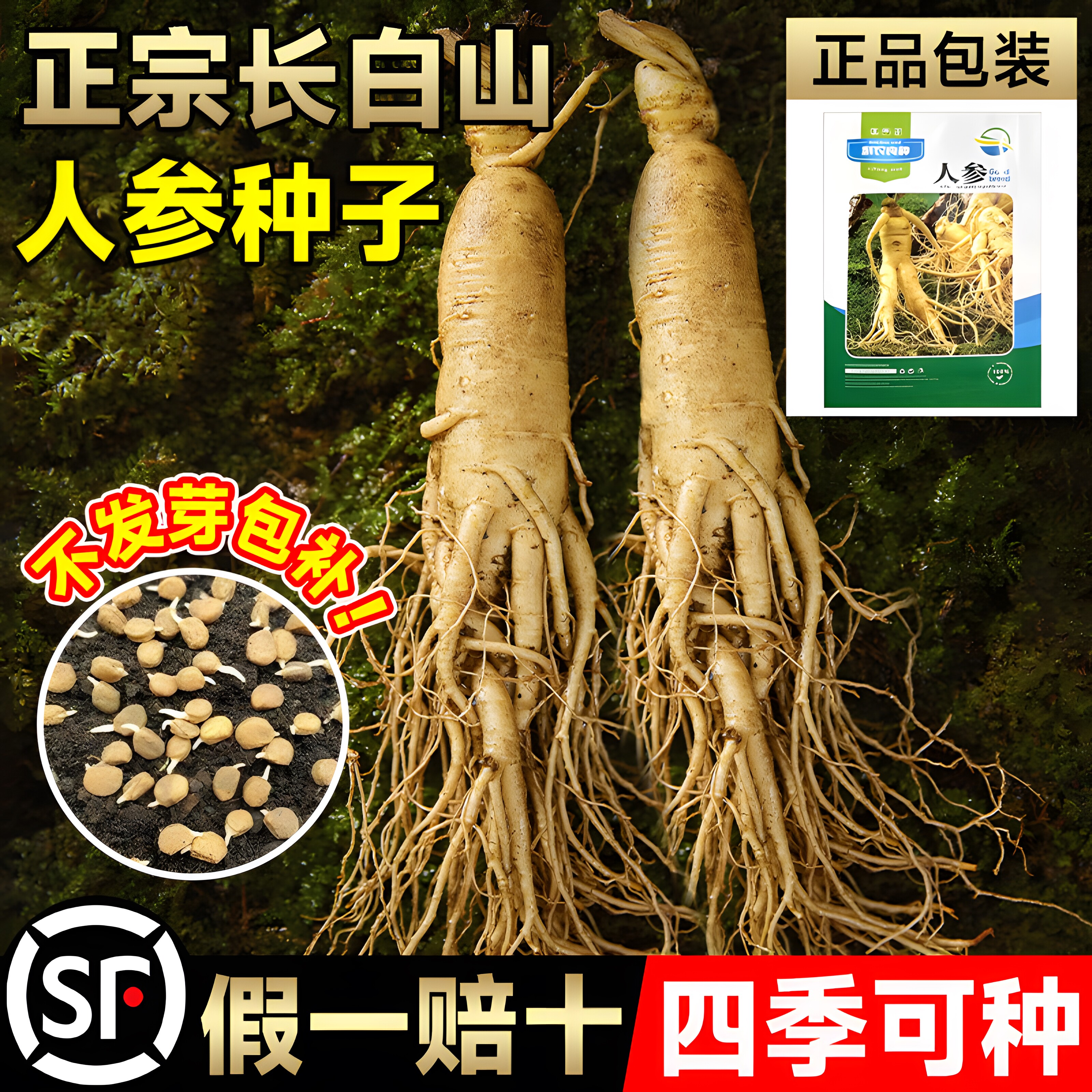 长白山人参种子四季易种植东北山参籽草本植物中草药材苗盆栽阳台