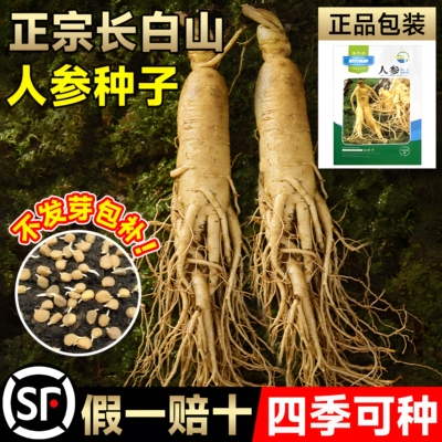长白山人参种子四季易种植东北山参籽草本植物中草药材苗盆栽阳台