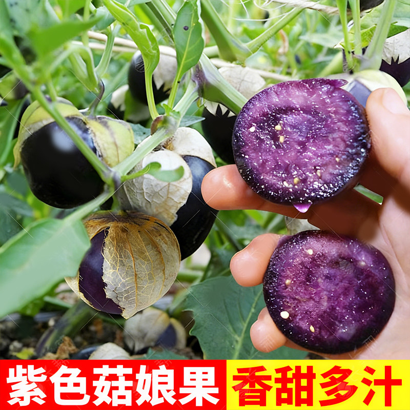 东北紫姑娘果苗秧带土球春秋四季大鼻子果黄毛酸浆大菇娘果种子籽