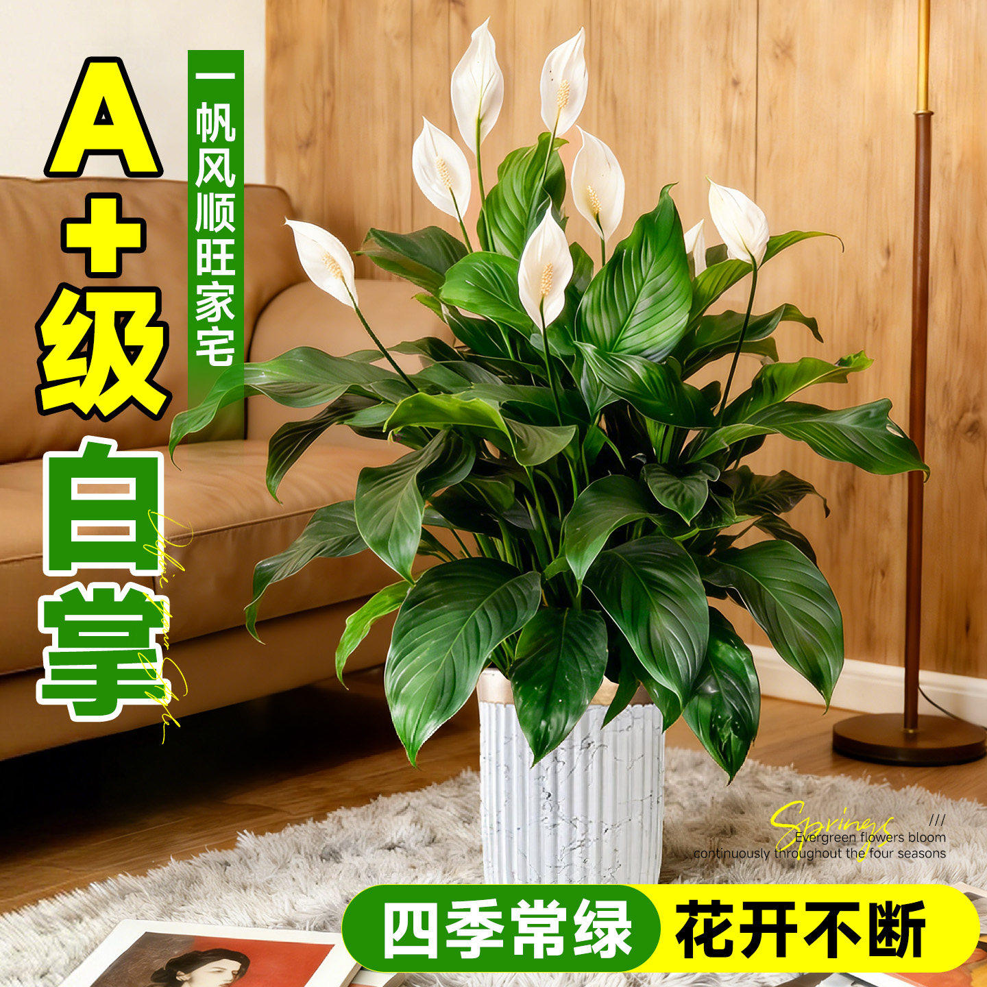 一帆风顺白掌盆栽水培植物办公室内小绿植适合懒人养的花卉除甲醛