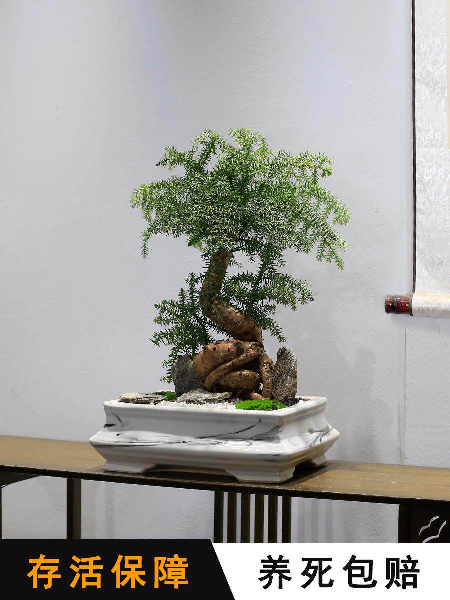 澳洲杉盆景老桩造型植物室内客厅办公室绿植南洋杉不老松盆栽耐旱