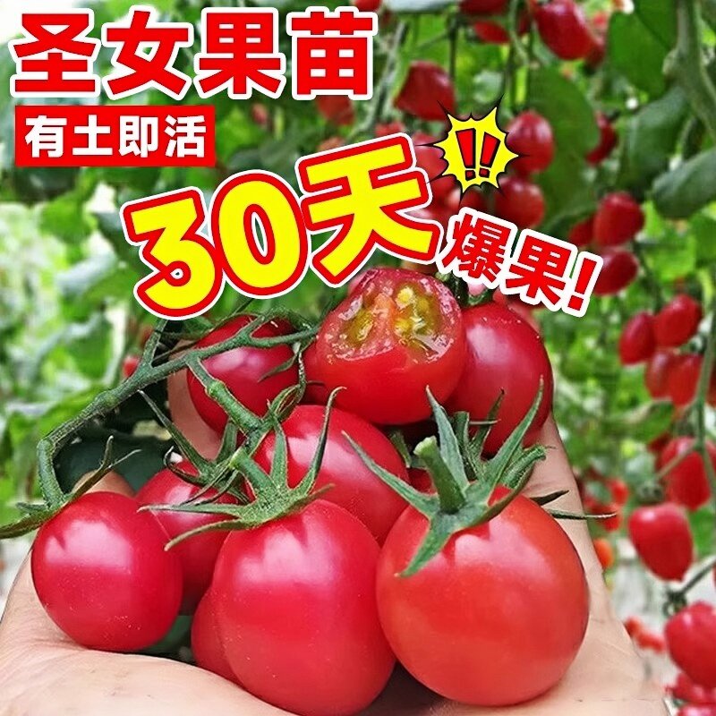 正宗广东电白千禧小番茄秧苗四季超甜冰糖千玺千禧圣女大果蔬菜苗