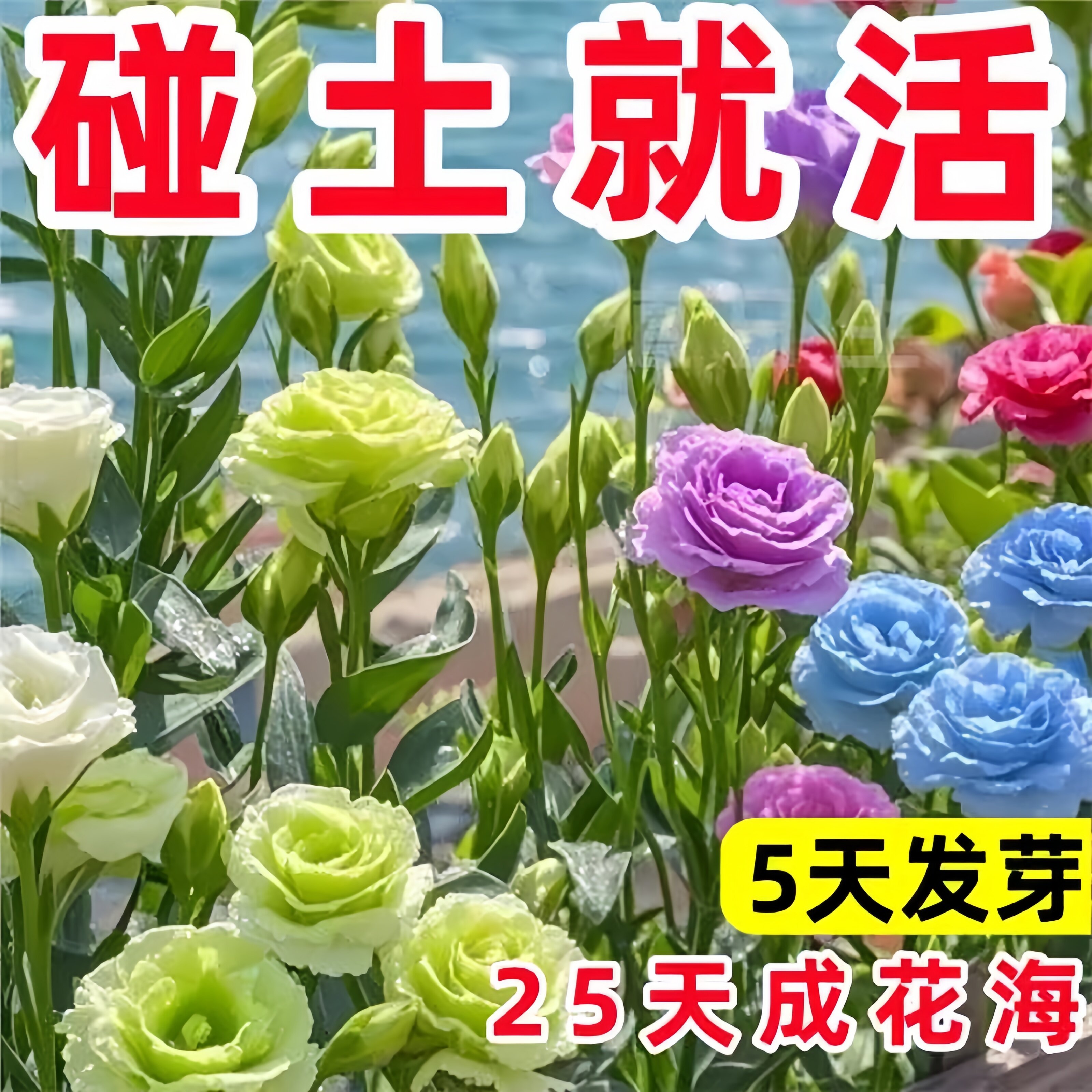 荷兰重瓣洋桔梗花种籽混色易活花卉种籽子四季播种开花室内外花籽图片