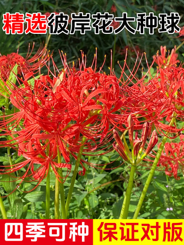 彼岸花曼珠沙华红花种球10球装