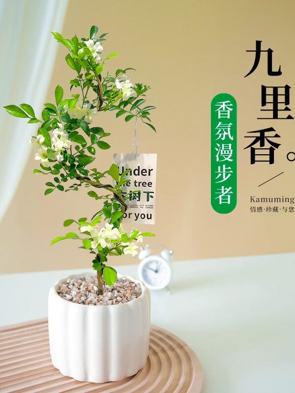 九里香盆栽四季老桩树苗带花苞小苗客厅盆景绿植物茉莉花造型花卉