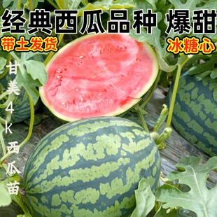 甘美4k西瓜种子种籽苗美都麒麟瓜秧苗盆栽秧孑嫁接水果种业
