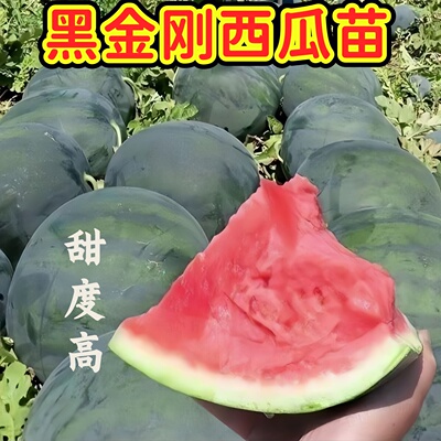 大果黑金刚西瓜苗黑皮巨型红壤西瓜种籽超甜红肉西瓜种孑水果苗
