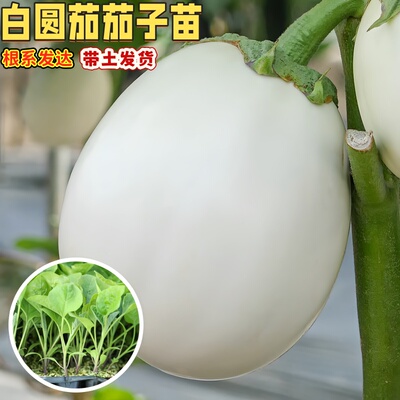 白圆茄子苗白罐茄春秋白罐茄阳台盆栽鸡蛋白茄圆线茄杭茄苗带土
