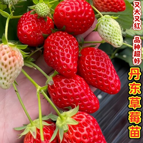 丹东草莓秧苗新盆栽种植奶油草莓种植四季新苗带土当年结果种籽苗