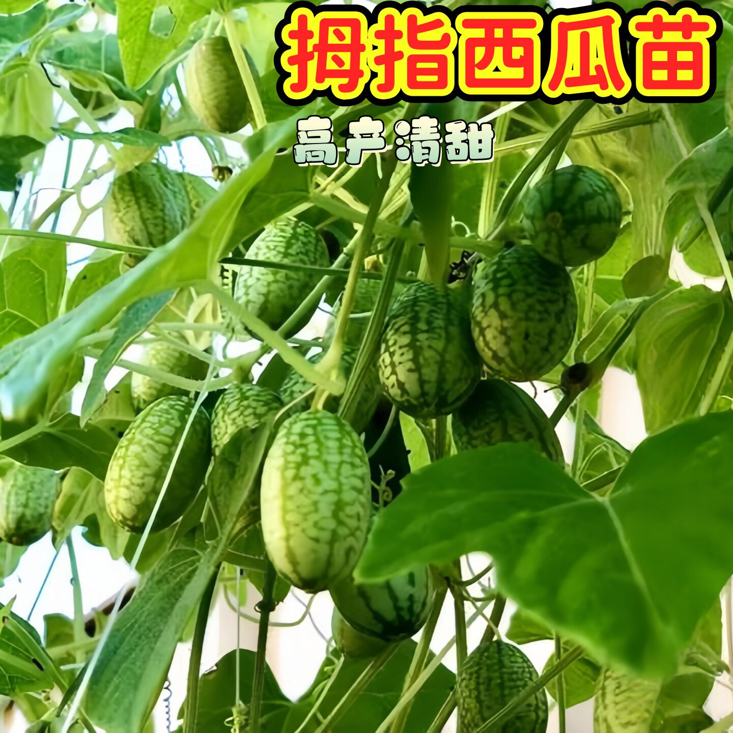 拇指西瓜苗迷你蔬菜小西瓜苗姆指西瓜苗易种植口感佳阳台盆栽种植