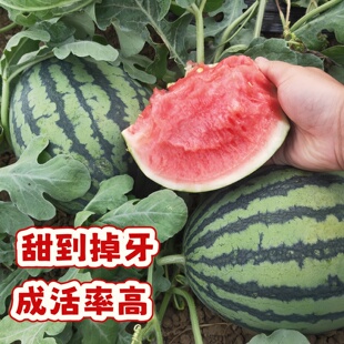 甘美4k礼品瓜苗甜度超高易种植好养活老品种育苗基地各种西瓜苗秧