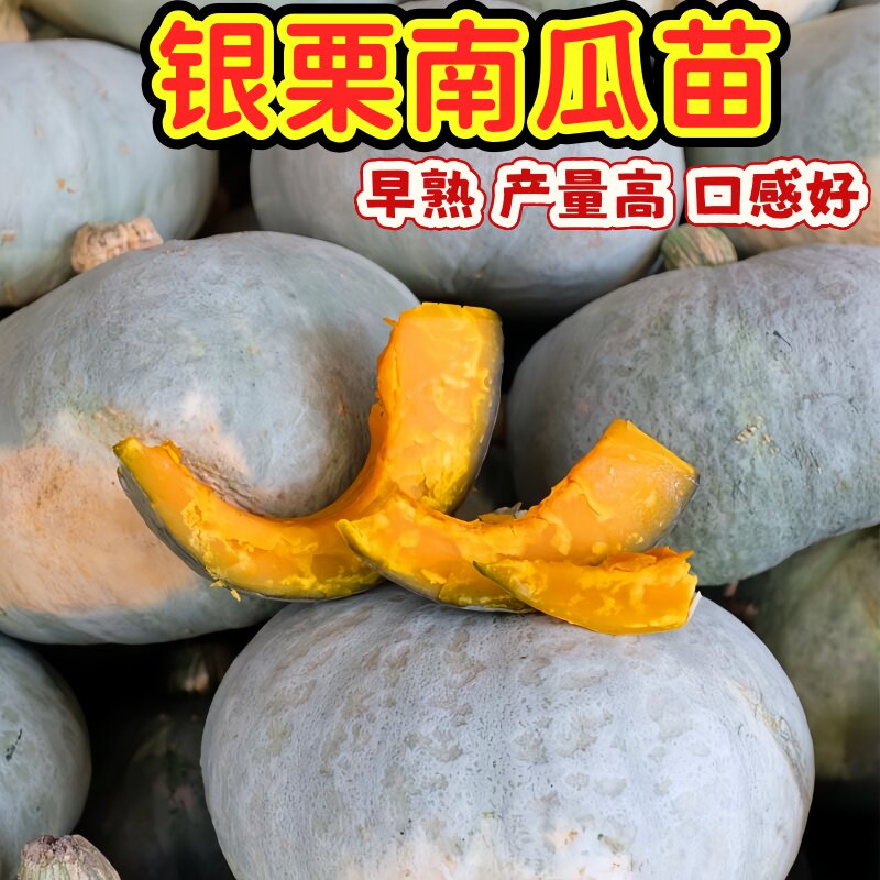 银栗南瓜秧苗新疆白皮银栗南瓜秧苗板栗味香甜粉糯蔬菜四季包邮