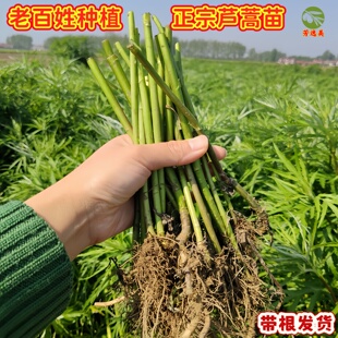 野芦蒿苗新鲜芦蒿藜蒿根多年生山野芦蒿根苗泥蒿种苗蒌蒿苗子菜种
