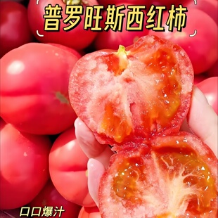 普罗旺斯西红柿秧矮生老品种番茄苗黑珍珠广东本地番茄苗盆栽水果