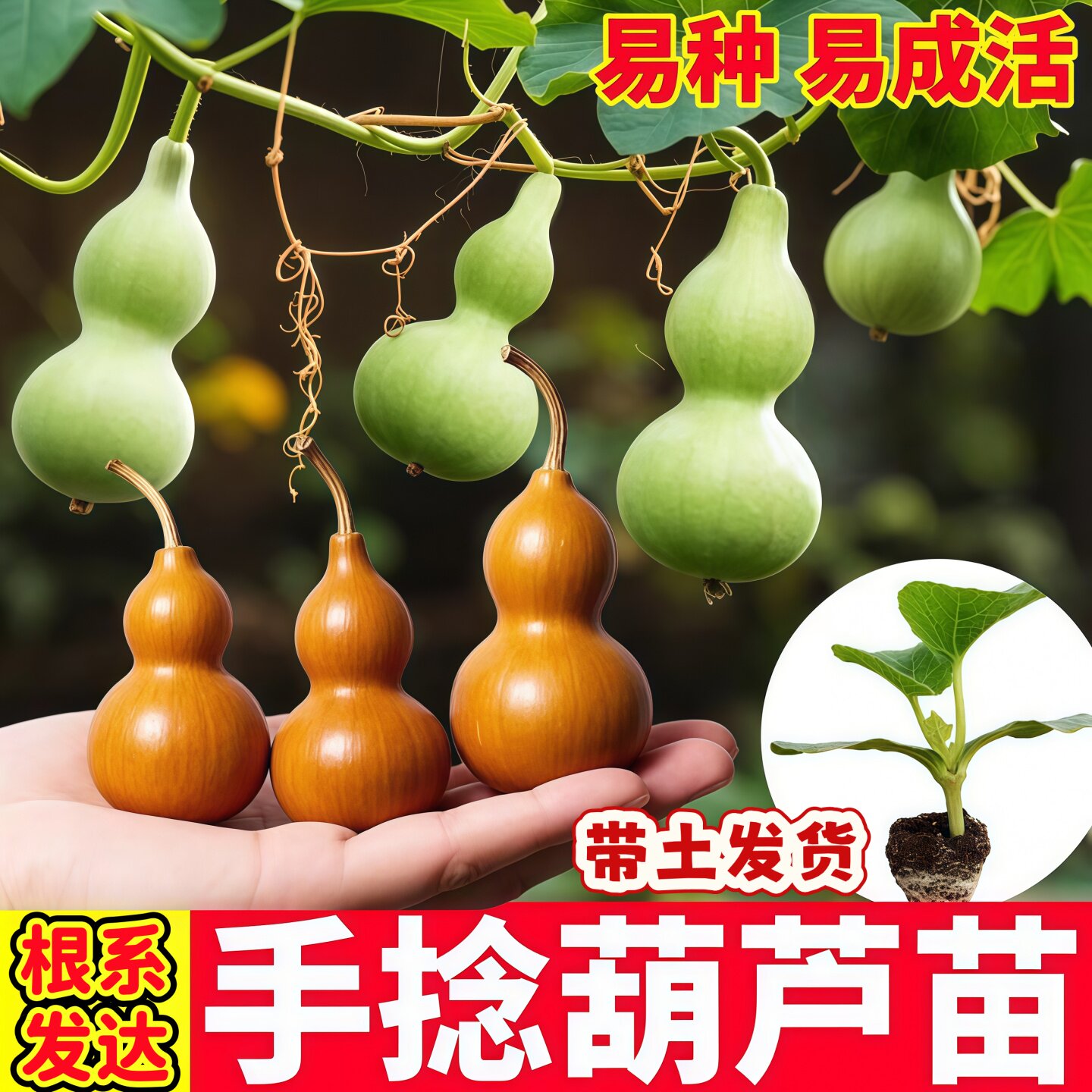 文玩手捻小葫芦苗盆栽迷你观赏墨绿七彩苗秧带土手捏蚂蚁肚特小果