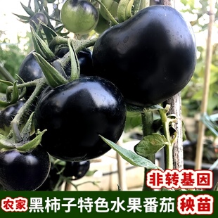 黑番茄苗非转基因老品种西红柿秧苗本地水果黑柿子苗秧大黑番茄秧