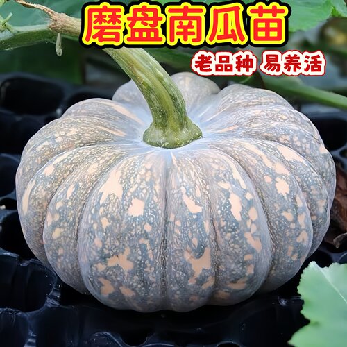 磨盘南瓜秧苗密本南瓜圆形南瓜秧苗早熟高产新鲜阳台庭院香甜粉糯