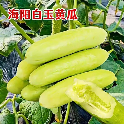 海阳白玉黄瓜苗正宗山东奶油牛奶老品种本地黄瓜秧苗老旱黄爪盆栽