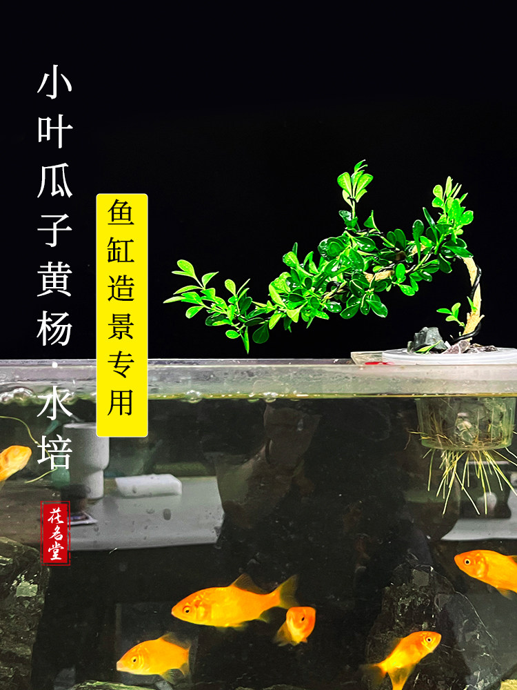 黄杨盆景桌面室内造型树罗汉松老桩水养办公室内好养鱼缸水培植物