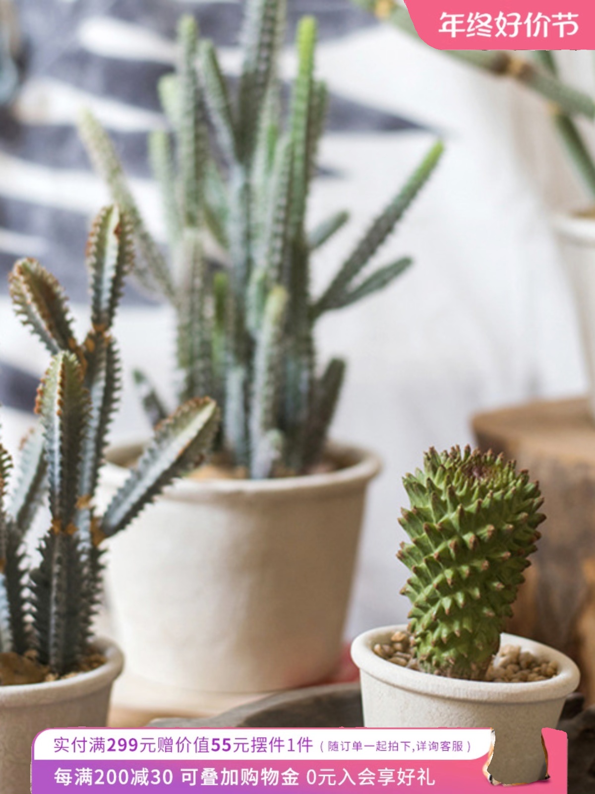 掬涵仿真仙人掌盆景盆栽系列装饰摆件仙人柱仙人球小众品种北欧风