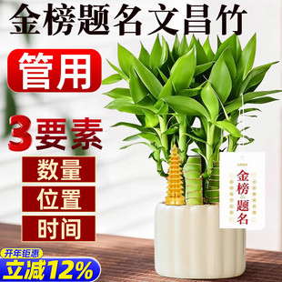 文昌竹4支金榜题名文昌塔学生用的富贵竹室内盆栽书桌绿植