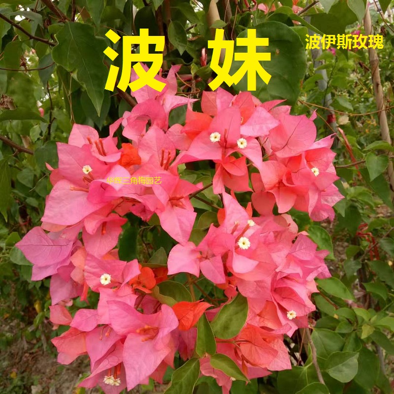 勤花波伊斯玫瑰三角梅爬藤植物盆栽带花盆客厅庭院四季开花包邮