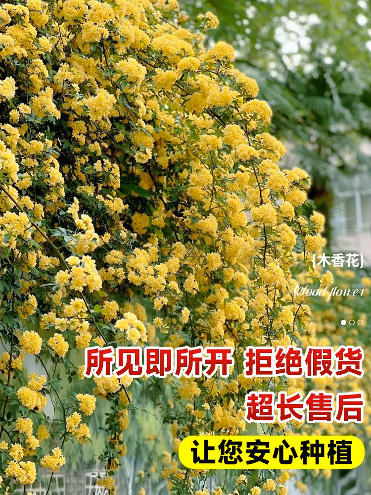 黄木香花苗爬藤植物甜蜜红白黄木香树苗庭院多花蔷薇月季花卉盆栽图片
