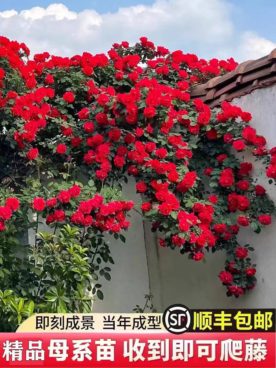 【2.5米大苗】蔷薇花苗藤本月季大花爬藤植物庭院花卉盆栽玫瑰花