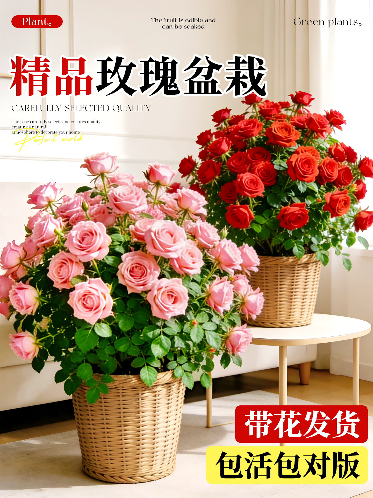 玫瑰花苗盆栽带花苞四季开花苗基地阳台室内庭院好养花卉大苗易活