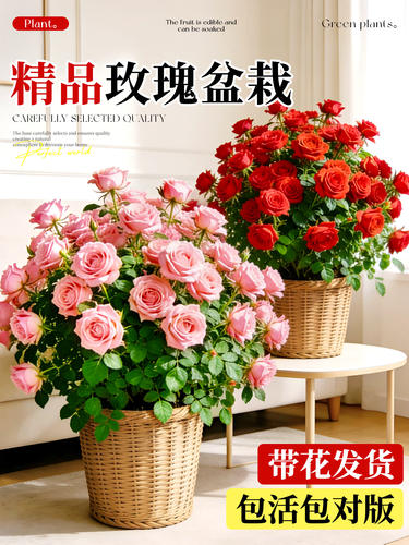玫瑰花苗盆栽带花苞四季开花苗基地阳台室内庭院好养花卉大苗易活