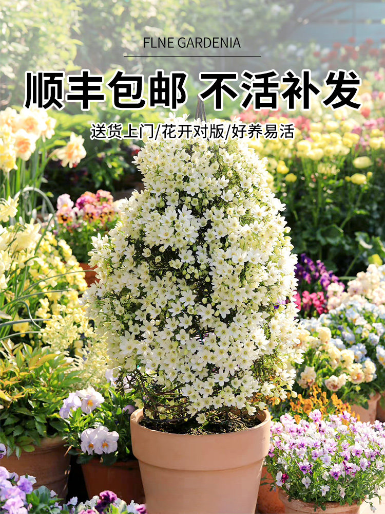 银币铁线莲花苗盆栽常绿早花阳台庭院爬藤攀援四季花卉易活植物