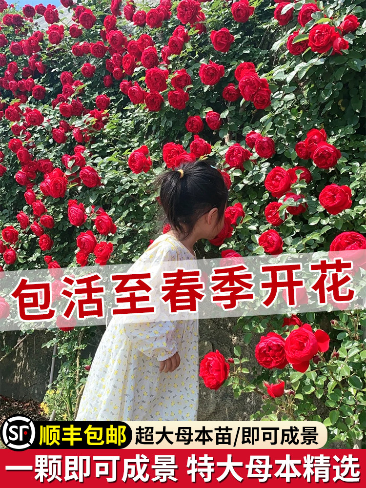 1米6大苗蔷薇花苗爬藤月季藤本玫瑰四季开花盆栽庭院浓香花卉植物