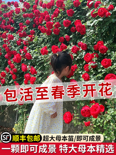 1米6大苗蔷薇花苗爬藤月季藤本玫瑰四季开花盆栽庭院浓香花卉植物