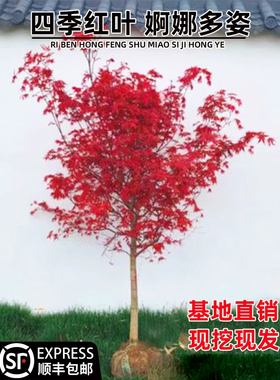 日本红枫树苗红舞姬盆栽盆景地栽别墅绿化大树室外耐寒四季红庭院