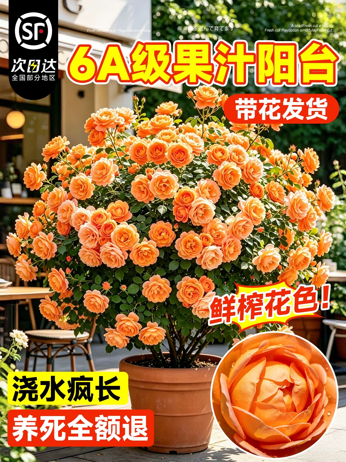 果汁阳台月季花苗灌木大花浓香庭院阳台花园开花玫瑰盆栽特大花卉