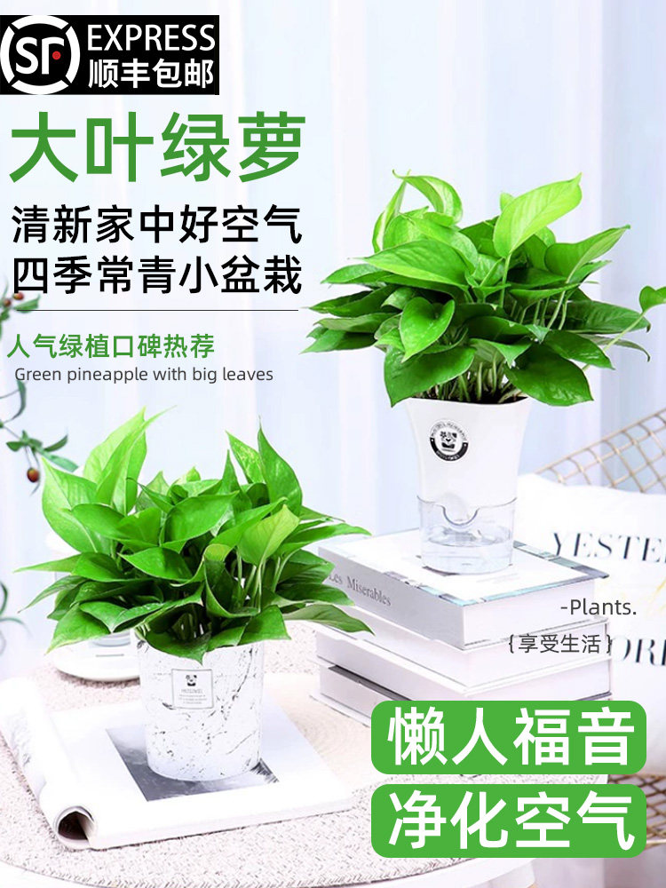 绿萝萝盆栽办公室内水培植物好养花卉景观吸甲醛净化空气四季常青