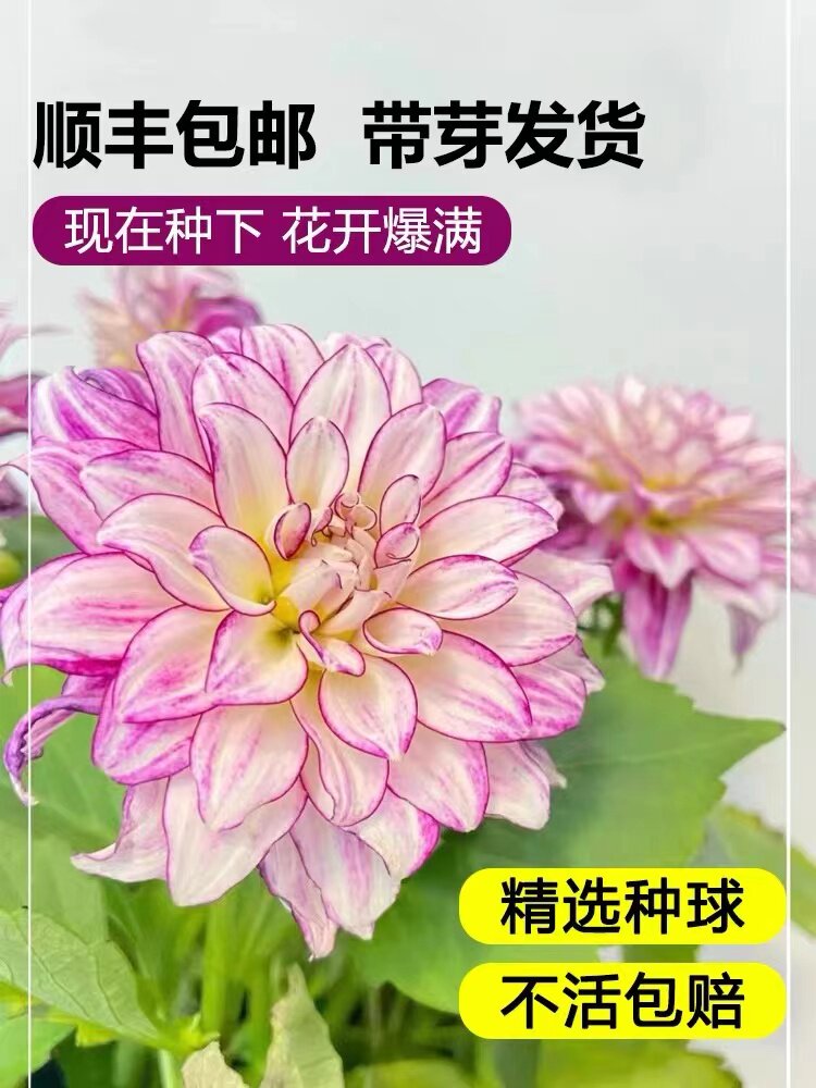 大丽花种球根盆栽巨型地瓜菊花苗庭院阳台多年生四季开花卉郁金香