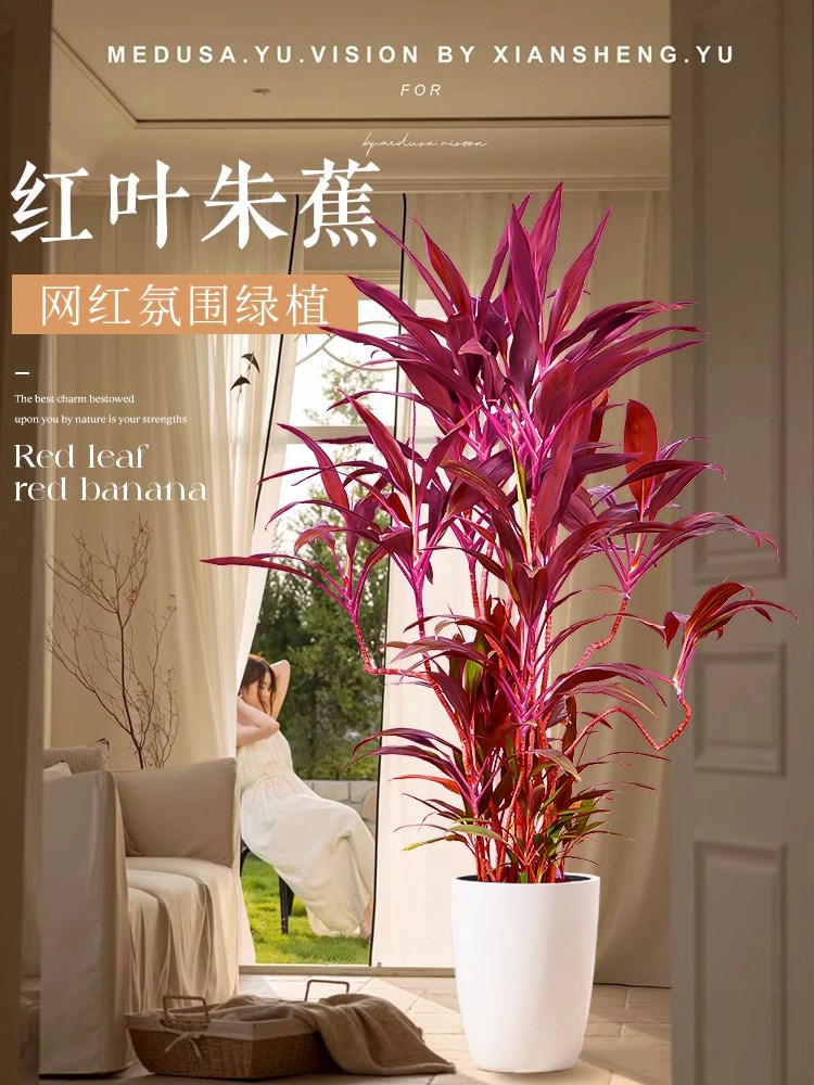红叶朱蕉客厅绿植大型室内盆栽网红植物落地办公室四季常青好养