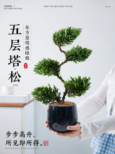 五层塔松盆栽造型盆景绿植室内办公室茶室桌面植物乔迁新居送礼物
