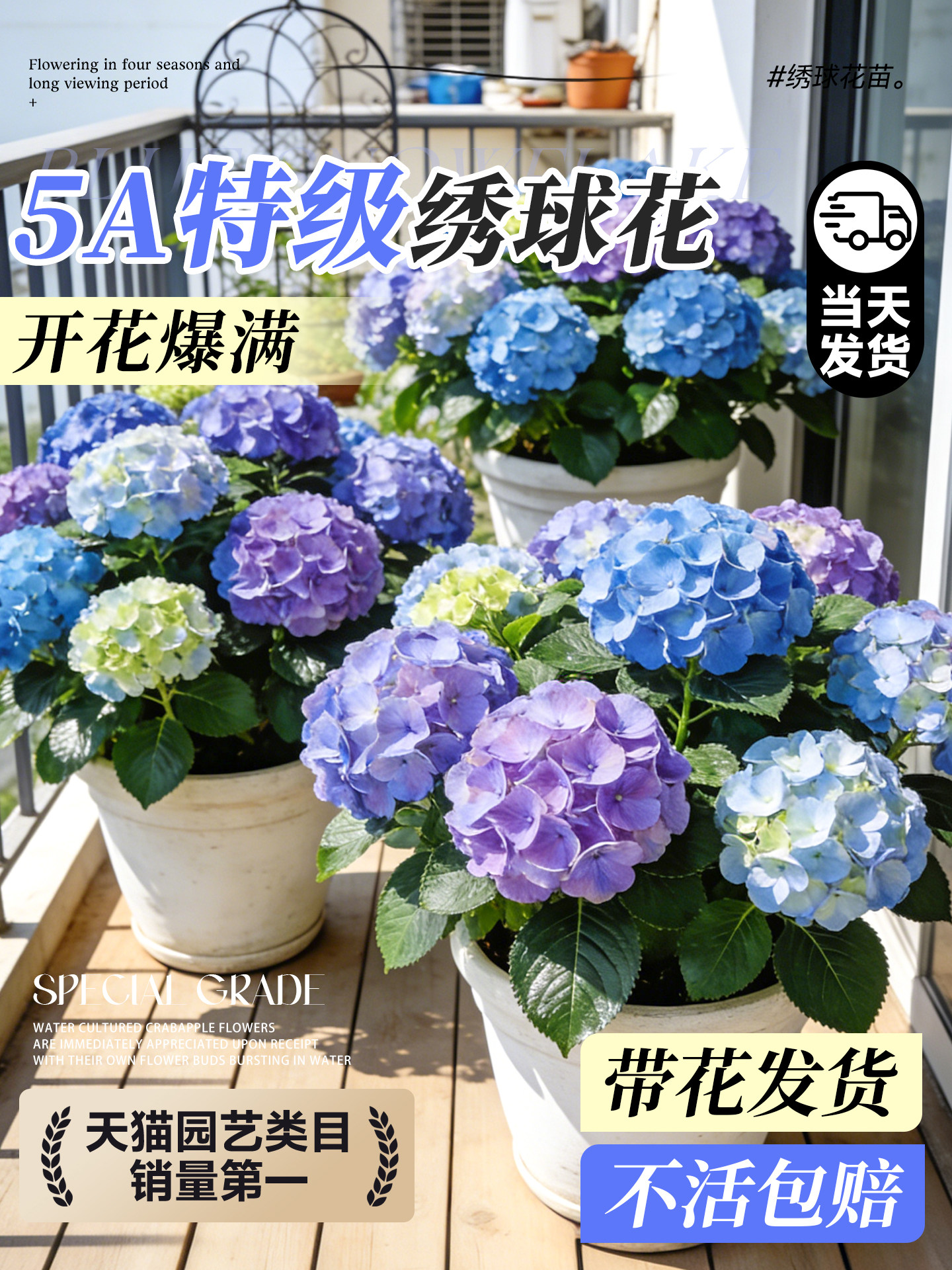 绣球花盆栽带花苞特大号鲜花老桩无尽夏大苗庭院阳台室内四季好养