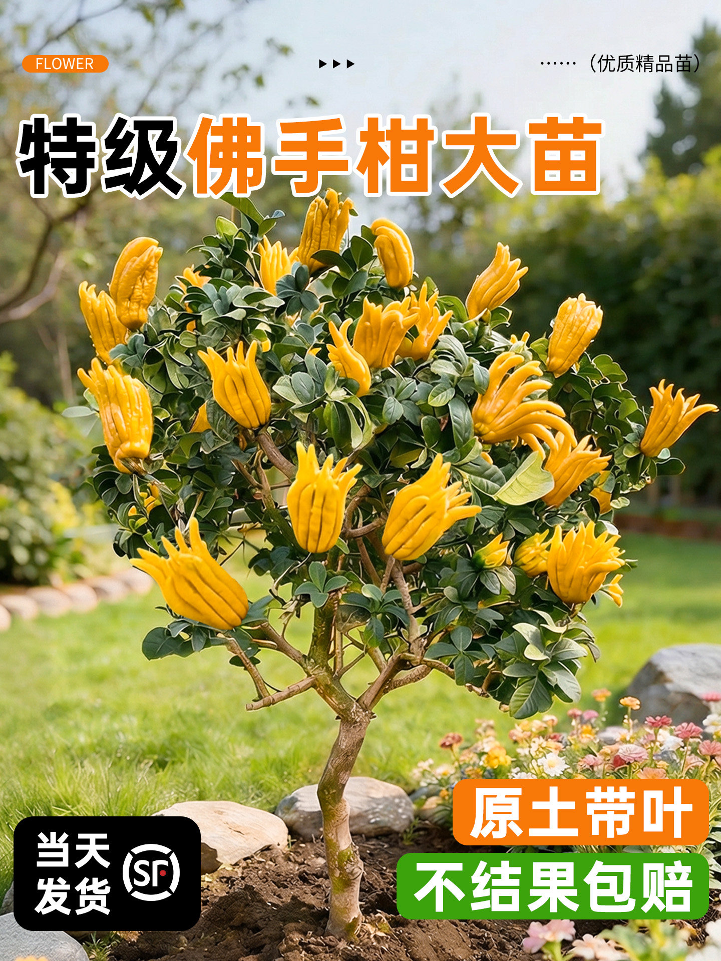 佛手树盆栽树苗带果金华佛手柑盆景可食用绿植室内外阳台庭院花卉