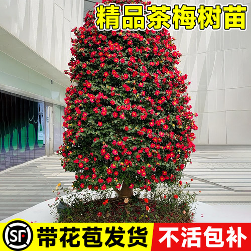 茶梅花苗树财神茶梅老桩朝仓茶梅盆栽茶梅球带花苞四季常青耐寒花