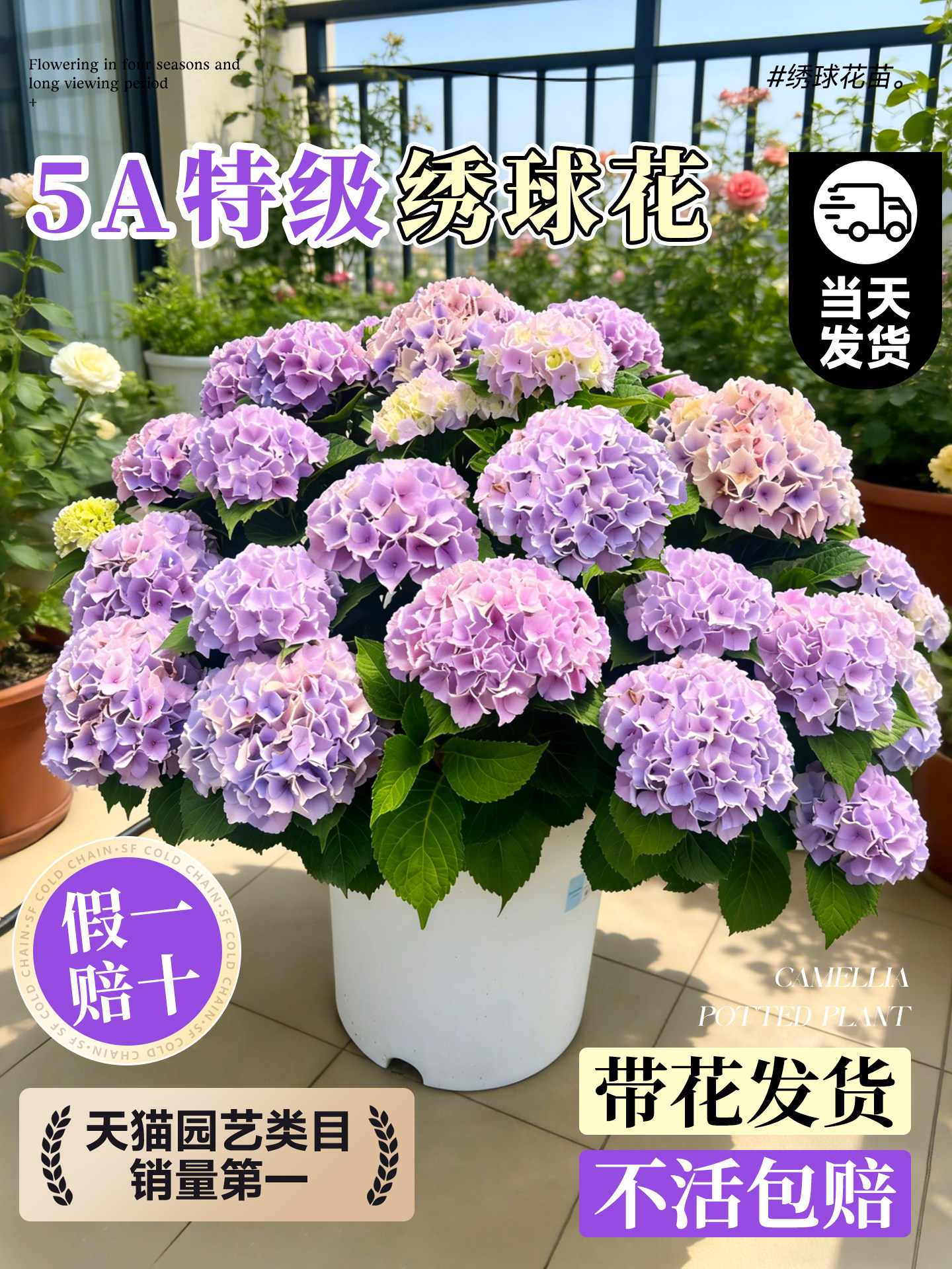 绣球花盆栽带花苞特大号鲜花老桩无尽夏大苗阳台庭院室内四季好养