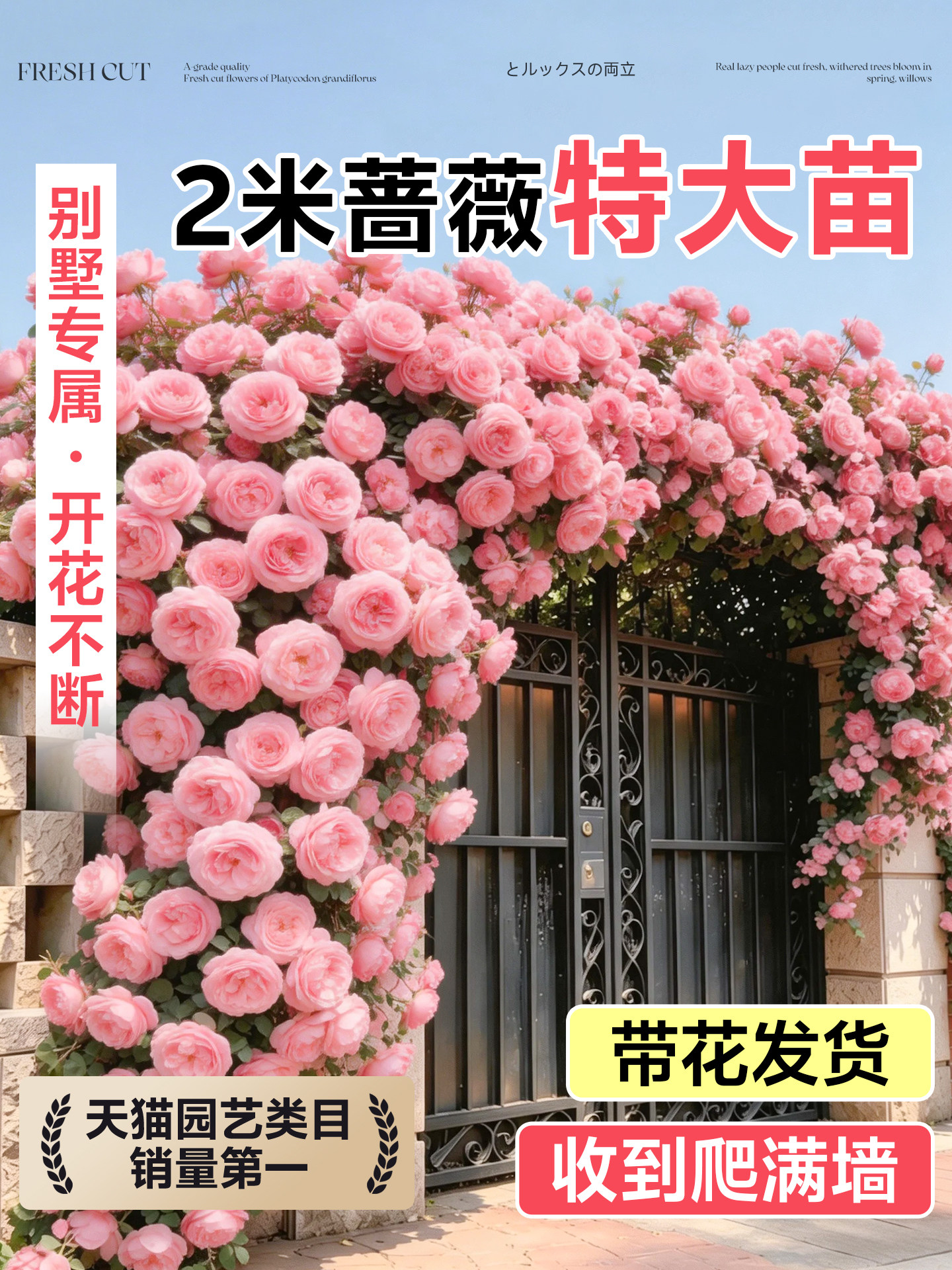 2米蔷薇花苗爬藤四季开花老桩庭院爬墙藤本月季花卉盆栽玫瑰开花