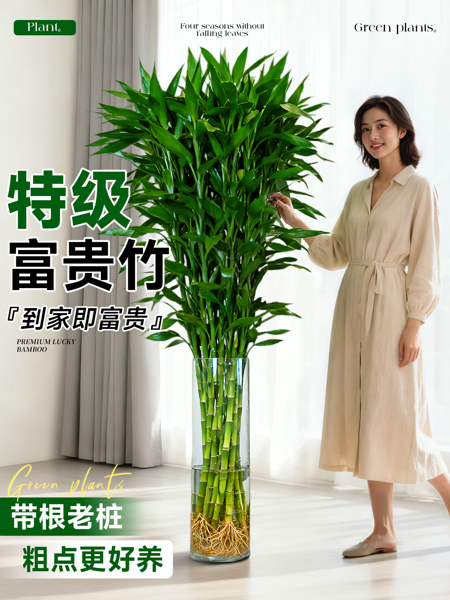 富贵竹水培植物客厅招财节节高水养超大号盆栽粗杆室内好养绿植物
