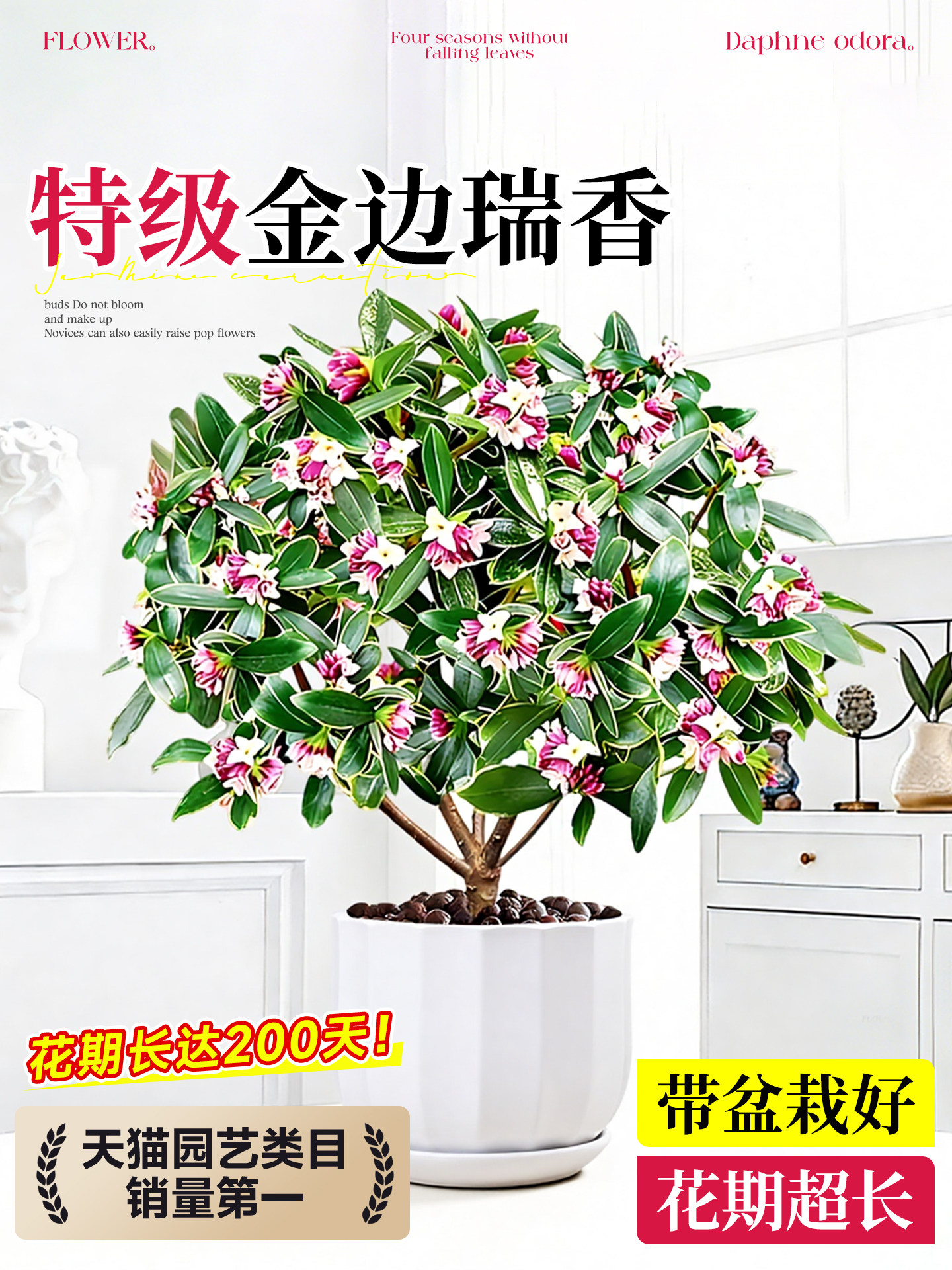 金边瑞香盆栽浓香型带花苞大苗老桩盆景客厅室内花卉四季耐寒植物